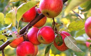 Литературная площадка «Яблочный Спас»
